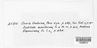 Nodulisporium umbrinum image